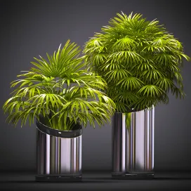 Fan palm